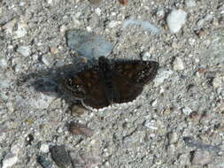 Image of Erynnis pacuvius Lintner 1878