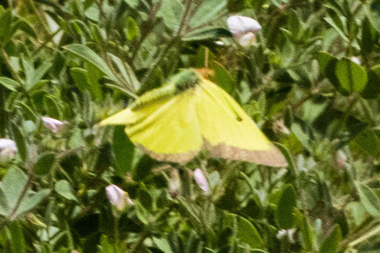 Image of Harford's Sulphur