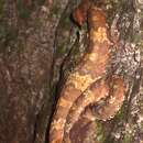 Image of Sumatran Palm Pit Viper