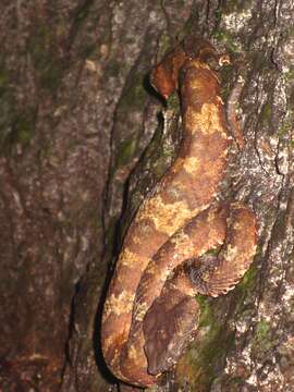 Image of Sumatran Palm Pit Viper