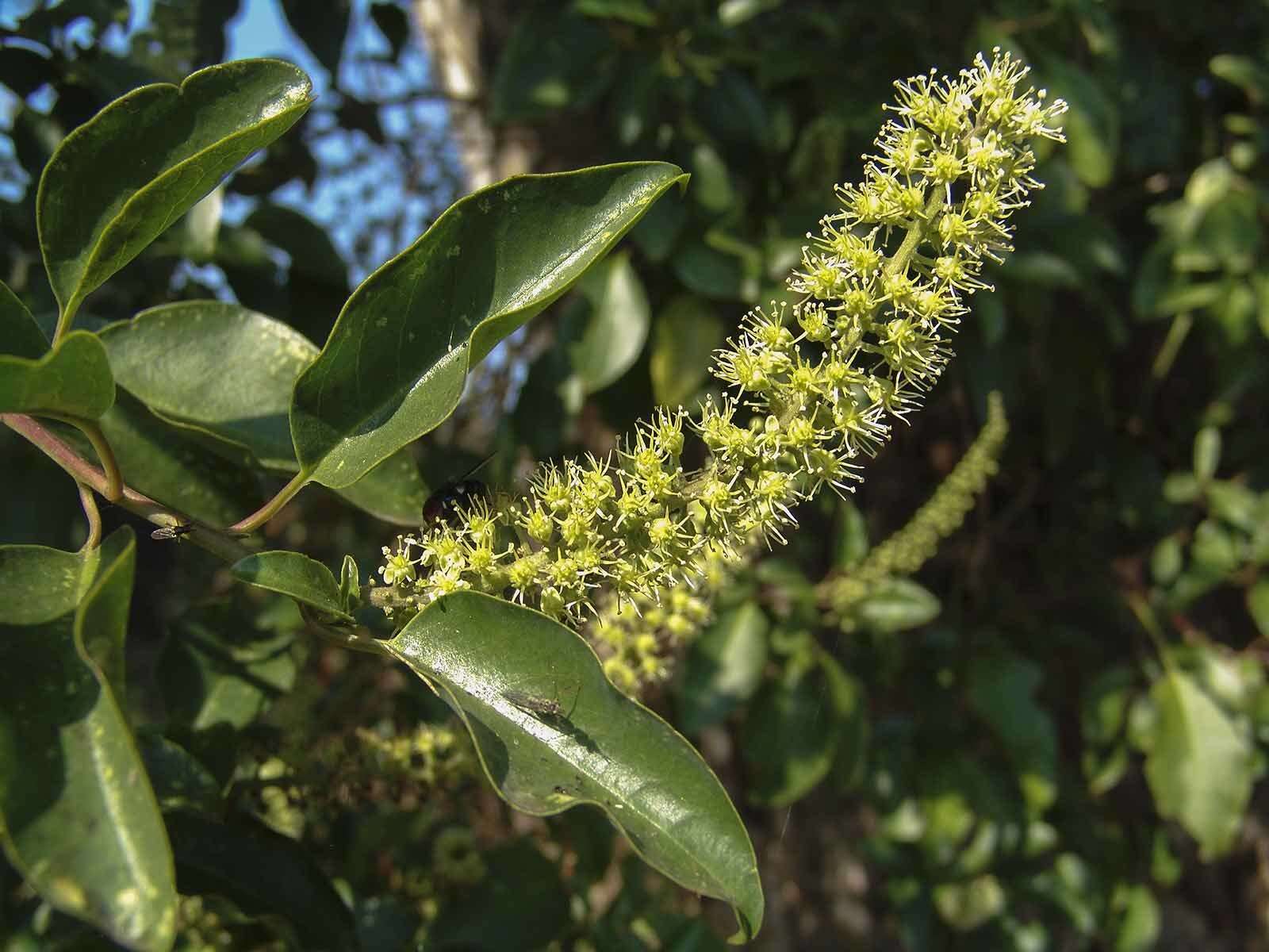 Image of pokeweed