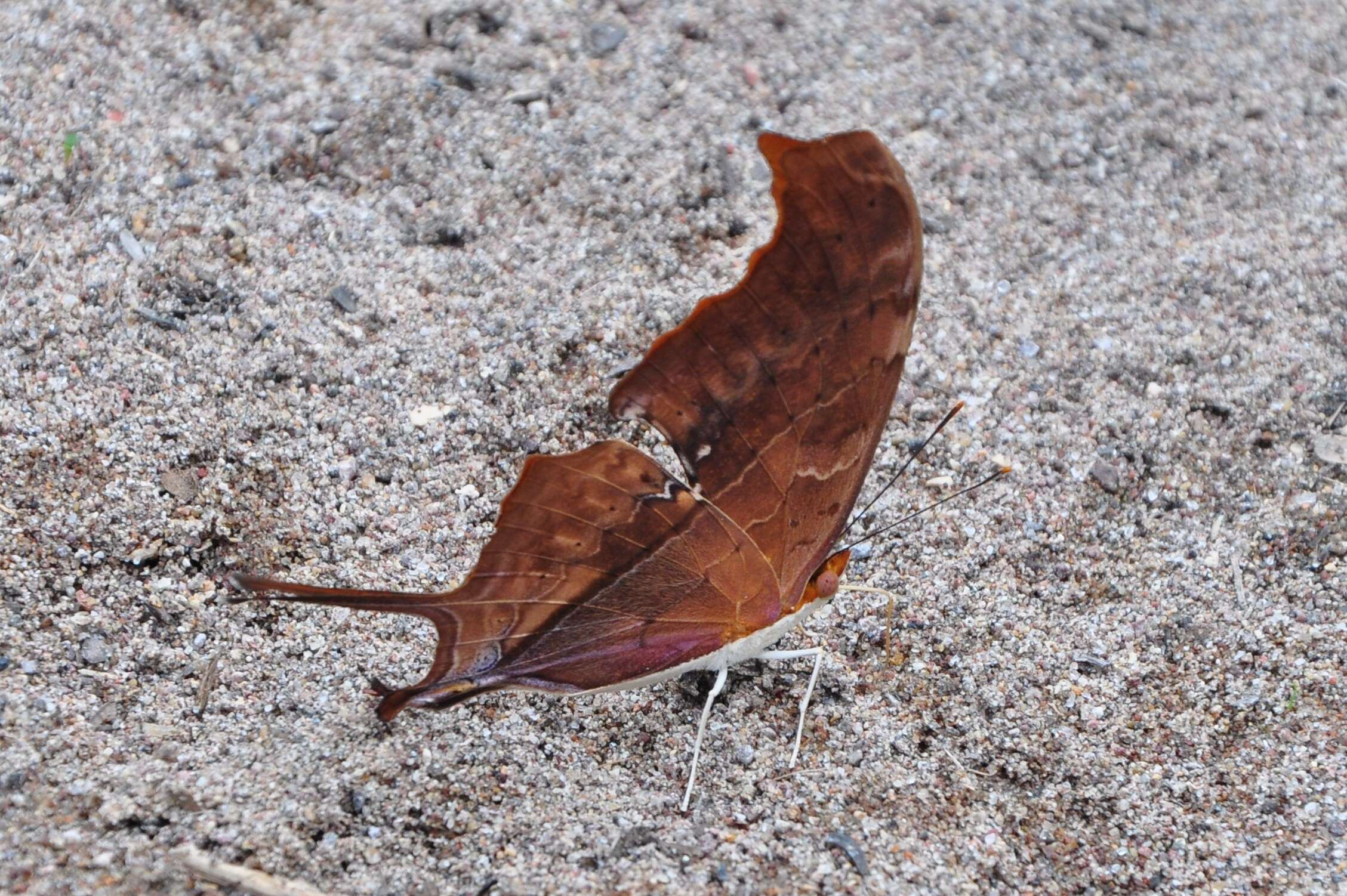 Image of Ruddy Daggerwing