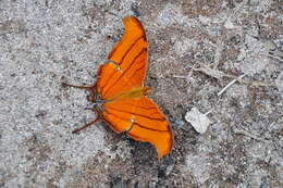 Image of Ruddy Daggerwing