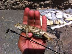 Image of Mexican Desert Spiny Lizard