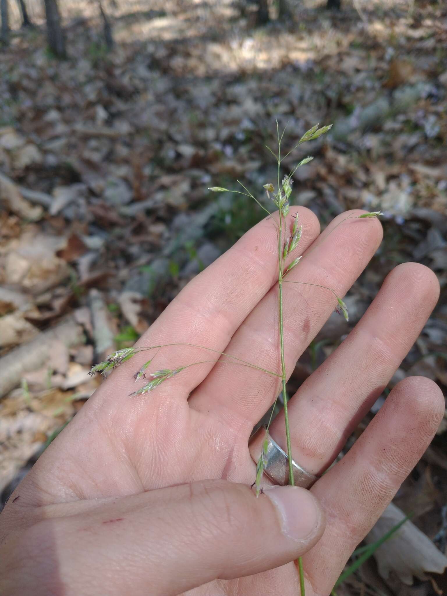 Image of early bluegrass