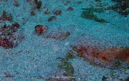 Image of Thorny Round Stingray