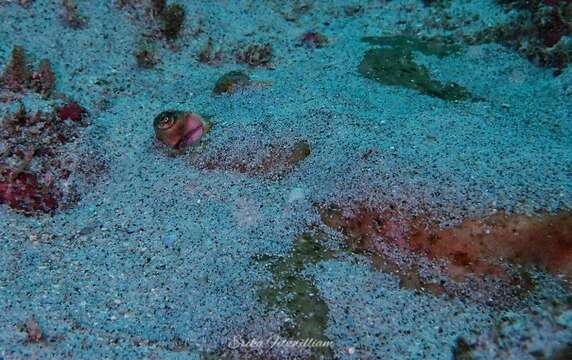 Image of Thorny Round Stingray