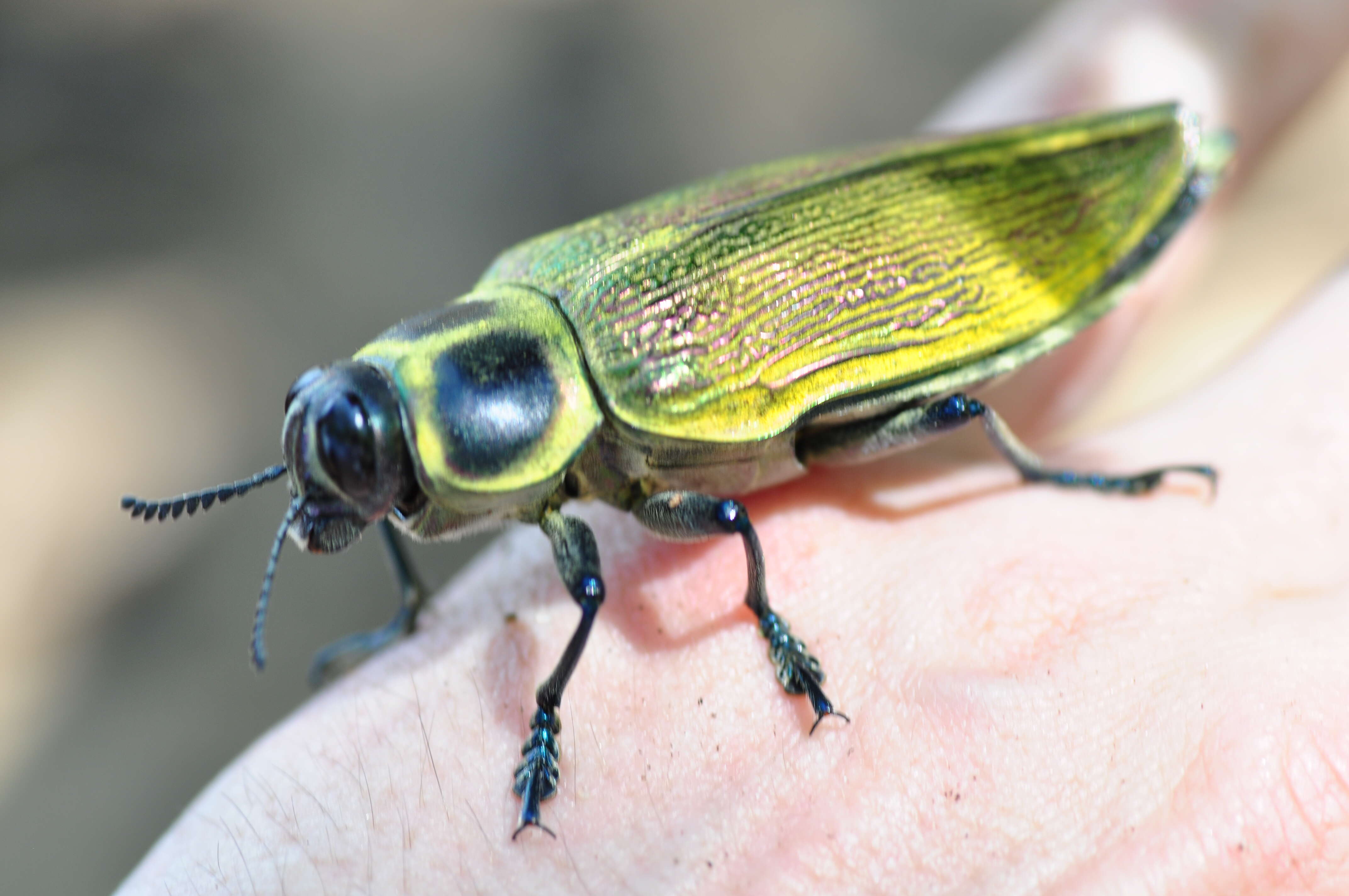 Image of Euchroma giganteum (Linnaeus 1758)