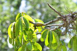 Image of Euchroma giganteum (Linnaeus 1758)