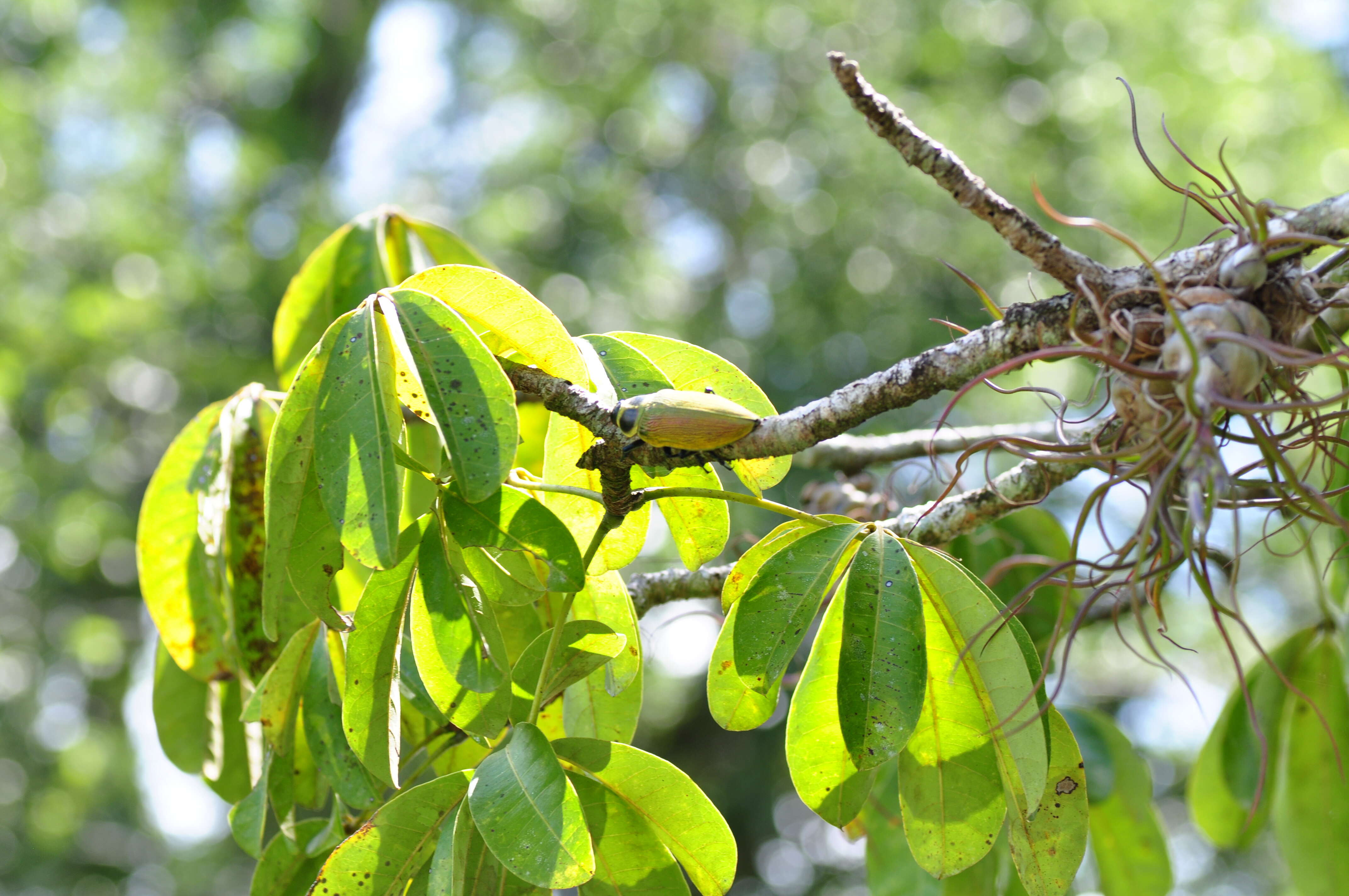 Image of Euchroma giganteum (Linnaeus 1758)