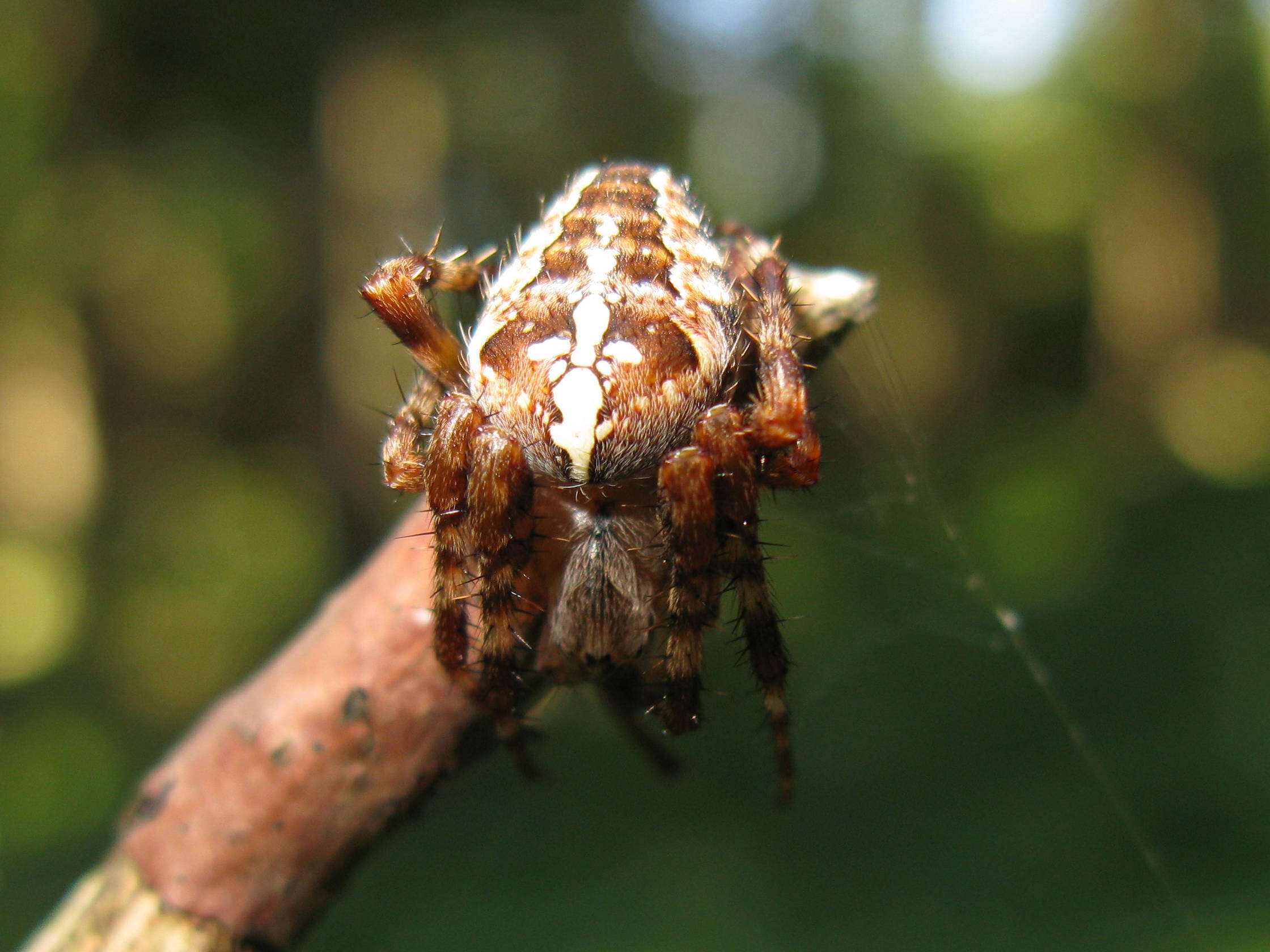 Image of Garden spider