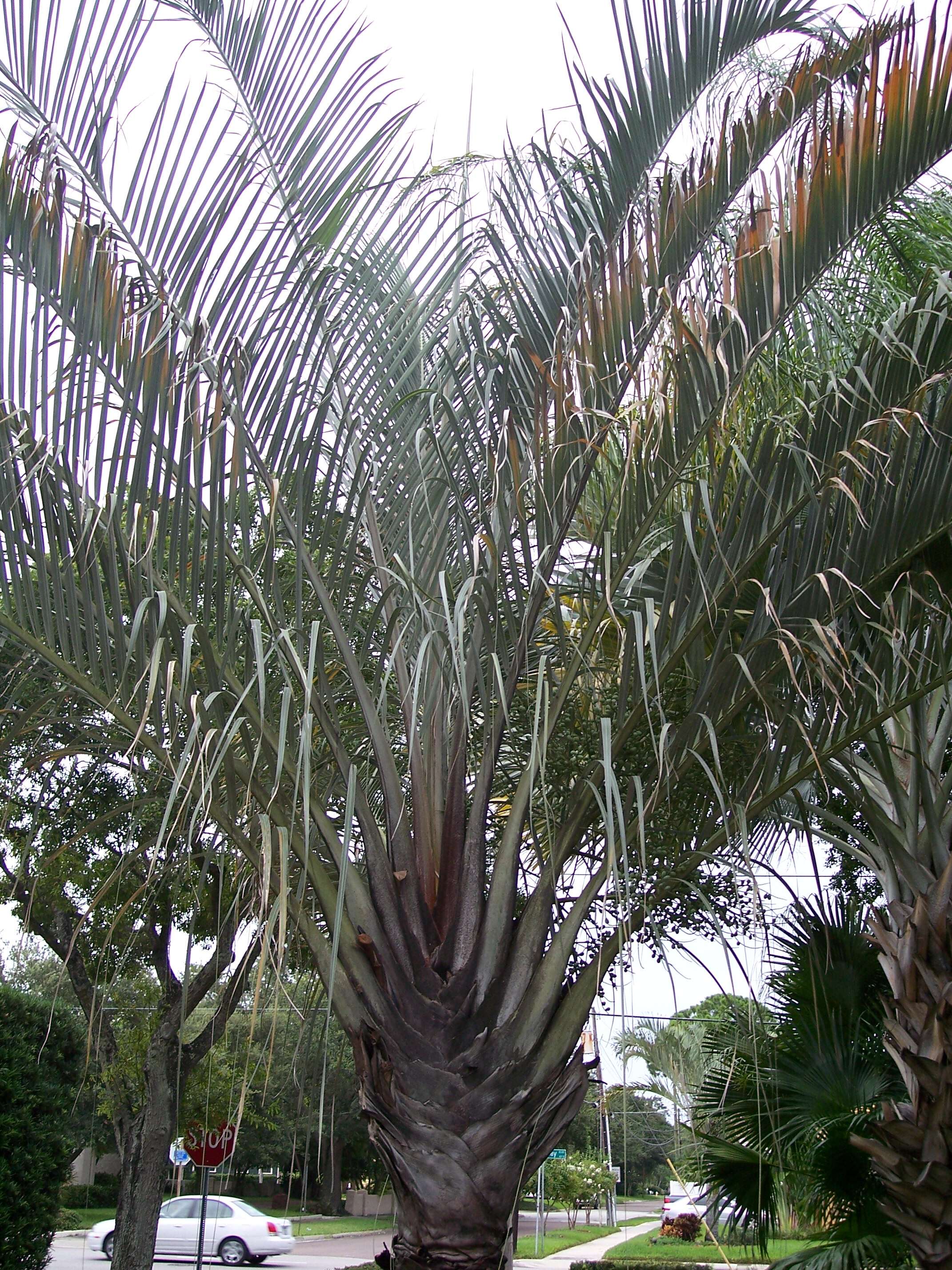 Image of Triangle palm