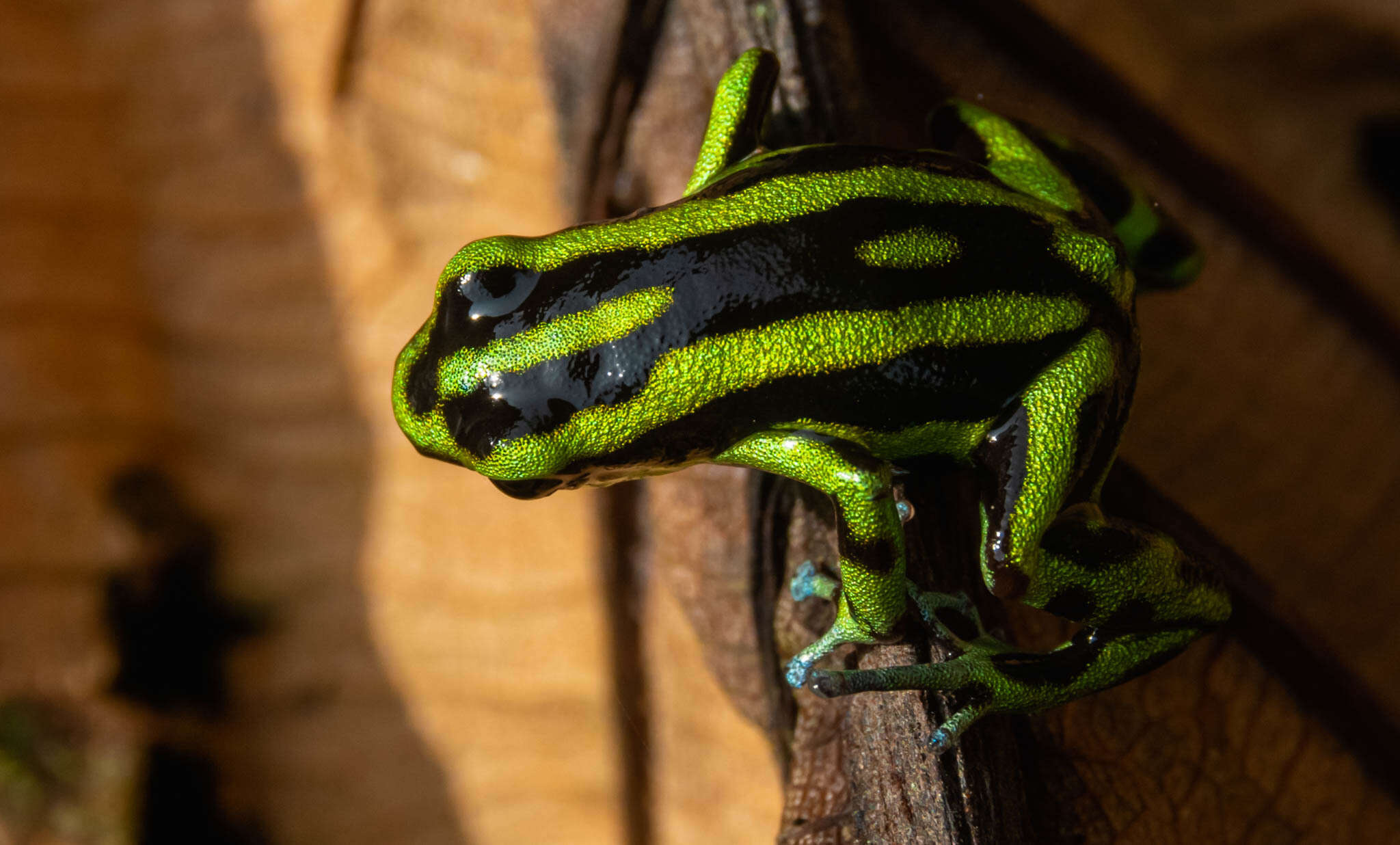 Image of Yellow-bellied Poison Frog