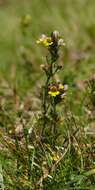 Image of Euphrasia minima Jacq. ex DC.