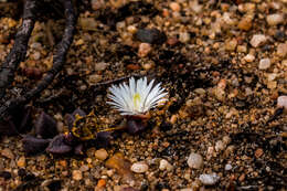 Image of Delosperma subpetiolatum L. Bol.