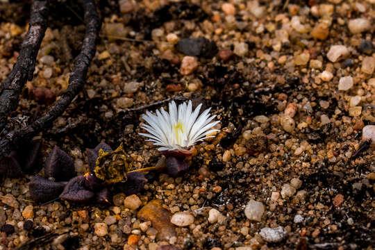 Image of Delosperma subpetiolatum L. Bol.