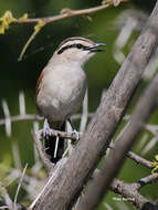 Image of Brown-crowned Tchagra