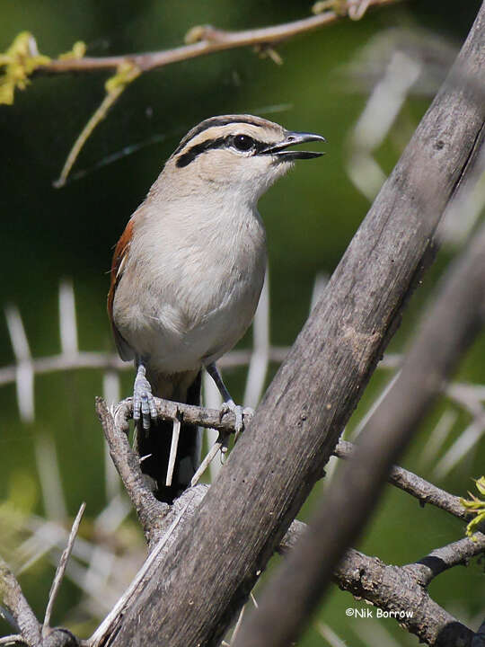 Tchagra australis (Smith & A 1836)的圖片