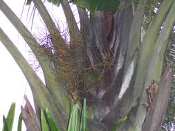 Image of Triangle palm