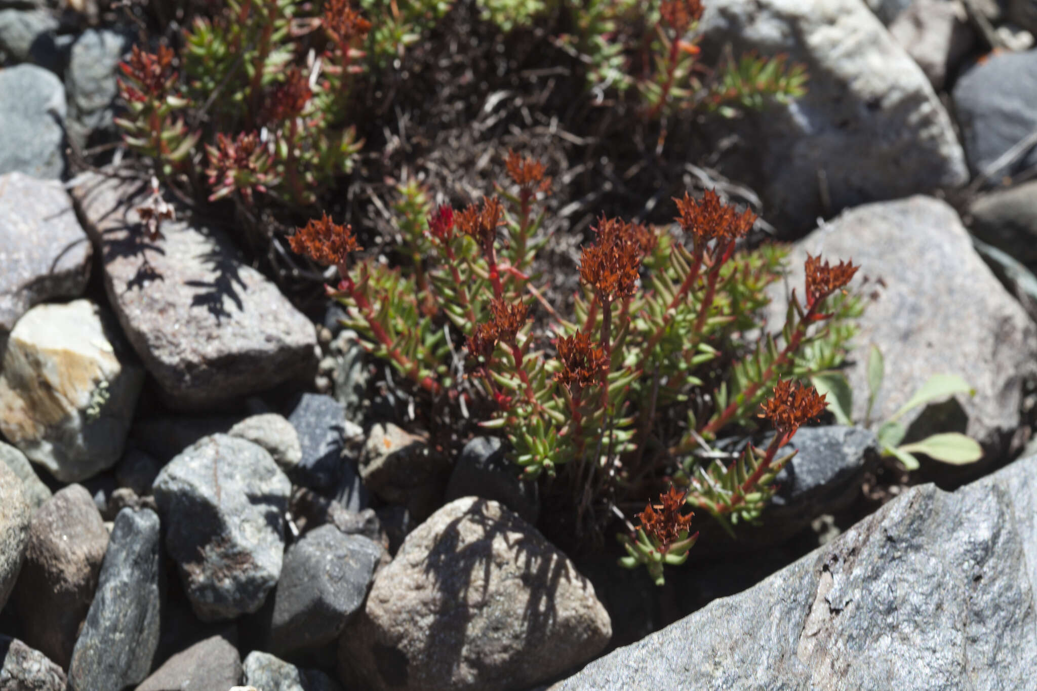 Image of Rhodiola quadrifida (Pallas) Fischer & Meyer