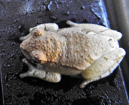 Image of Marbled Reed Frog