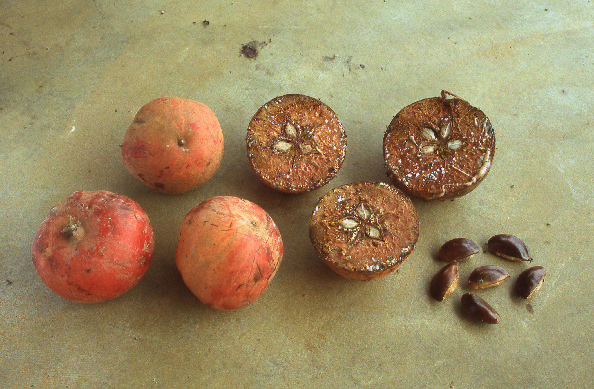 Image of Chrysophyllum lacourtianum De Wild.