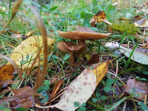 Image of Cortinarius venetus (Fr.) Fr. 1838