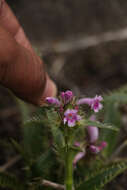 Image of Acanthocalyx nepalensis subsp. nepalensis