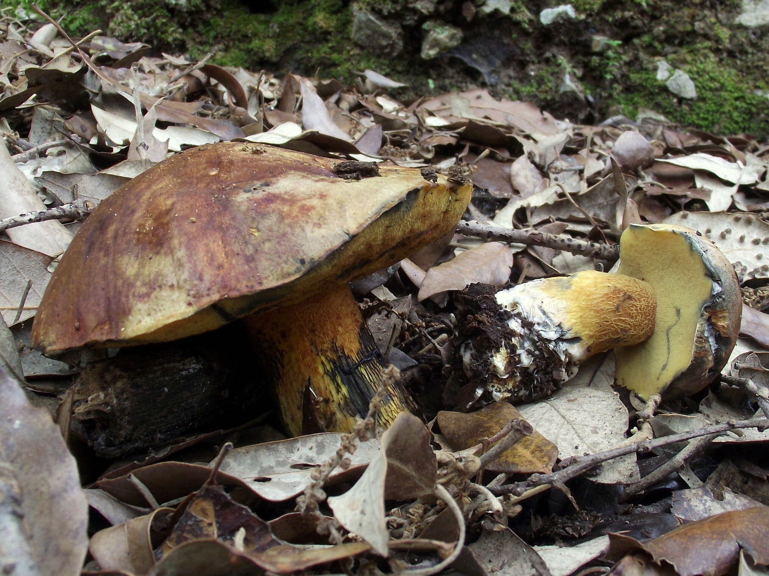 Image of Cupreoboletus poikilochromus