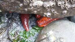 Image of Orange Sea Cucumber