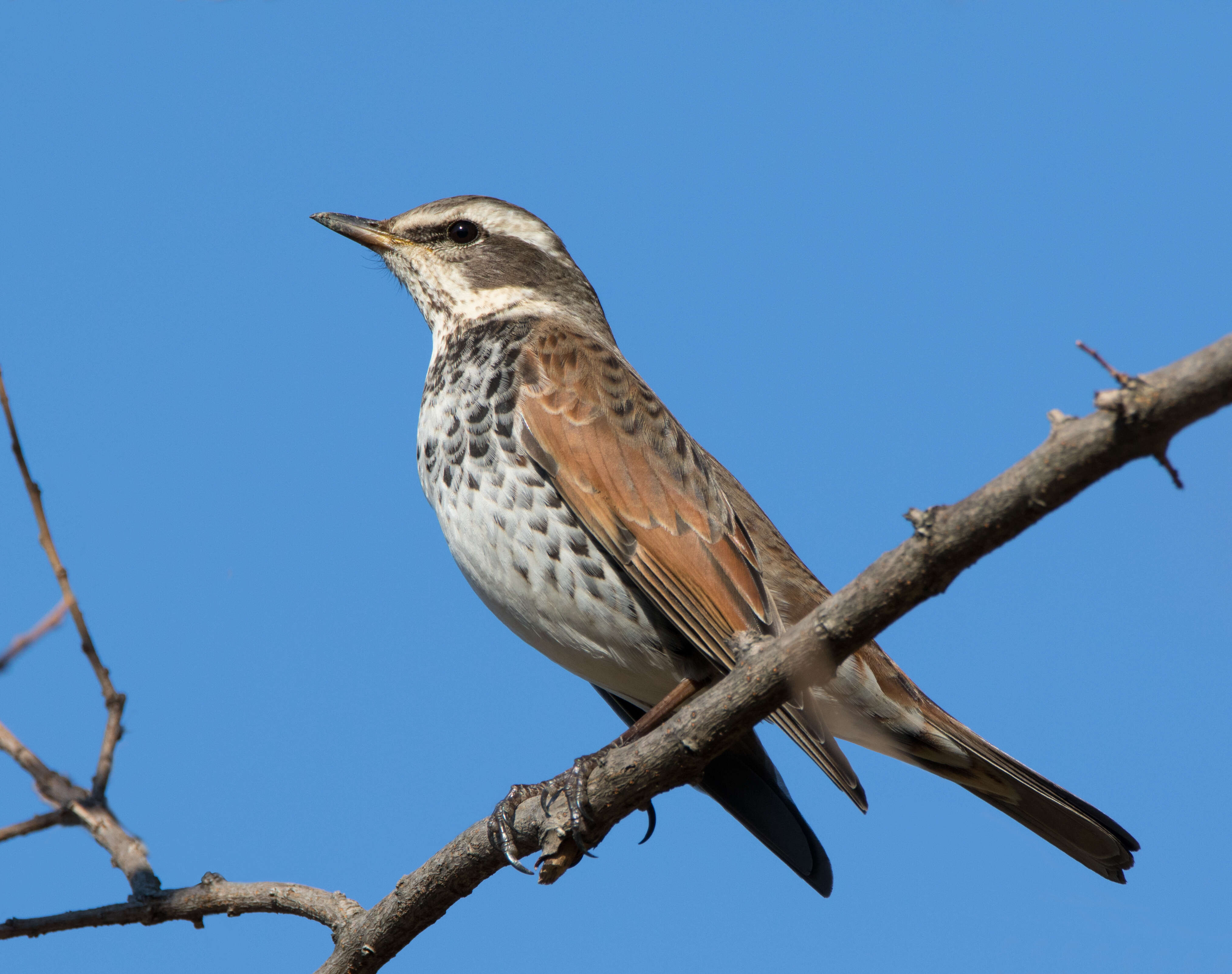 Image of Dusky Thrush