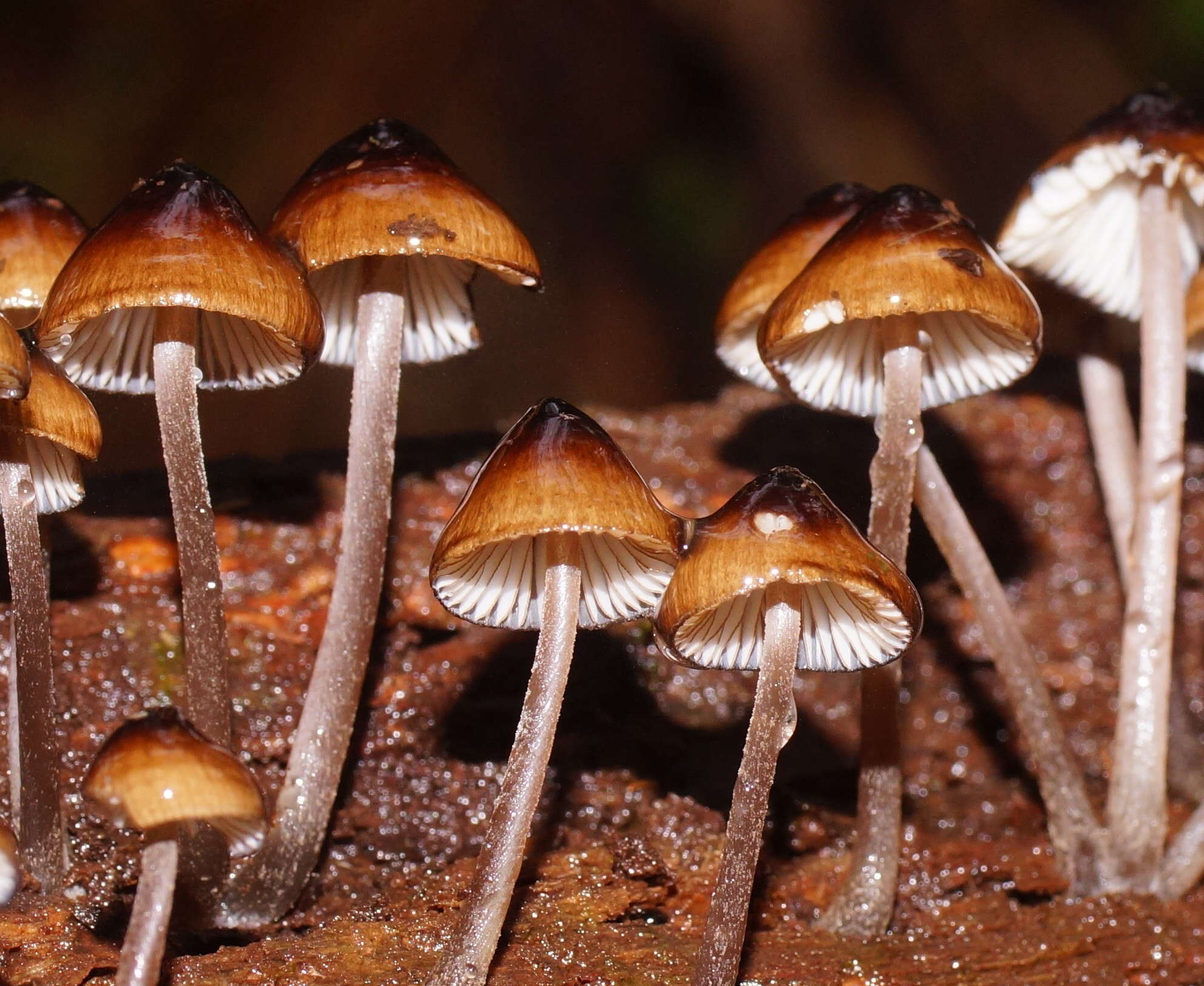 Sivun Mycena mulawaestris Grgur. 2003 kuva