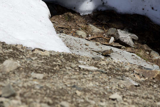 Image of Yellow-pine Chipmunk