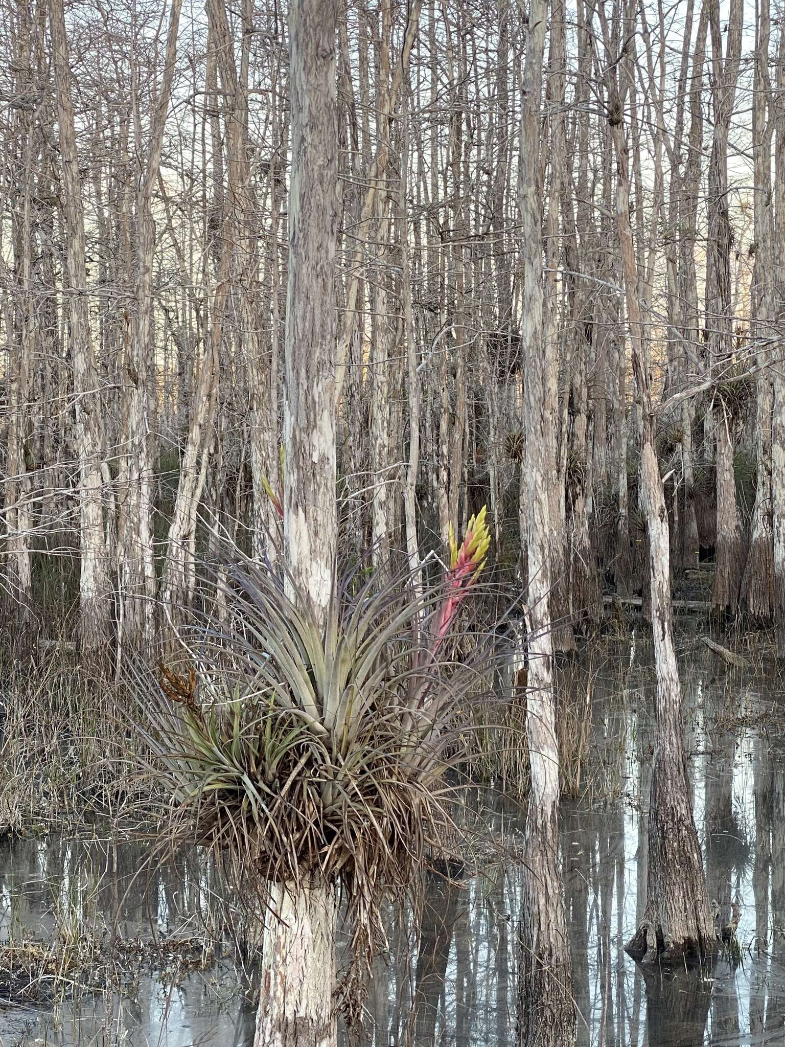 Image de Tillandsia fasciculata var. densispica Mez