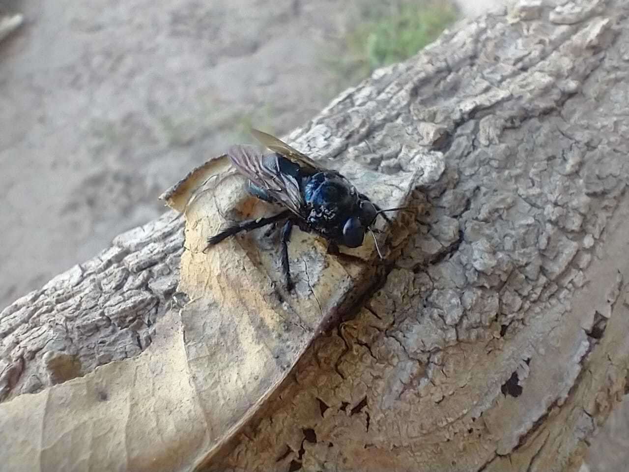 Image of Xylocopa splendidula Lepeletier 1841