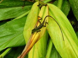 Sivun Anolis ventrimaculatus Boulenger 1911 kuva