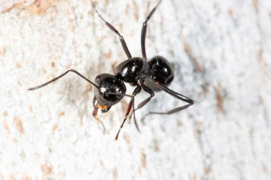 Image of Polyrhachis pilosa Donisthorpe 1938