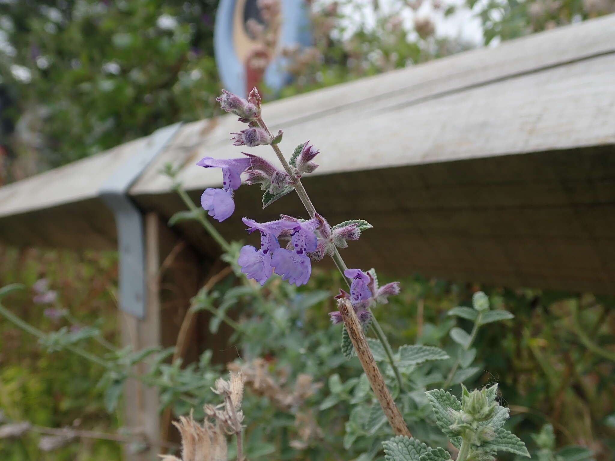 Image of raceme catnip