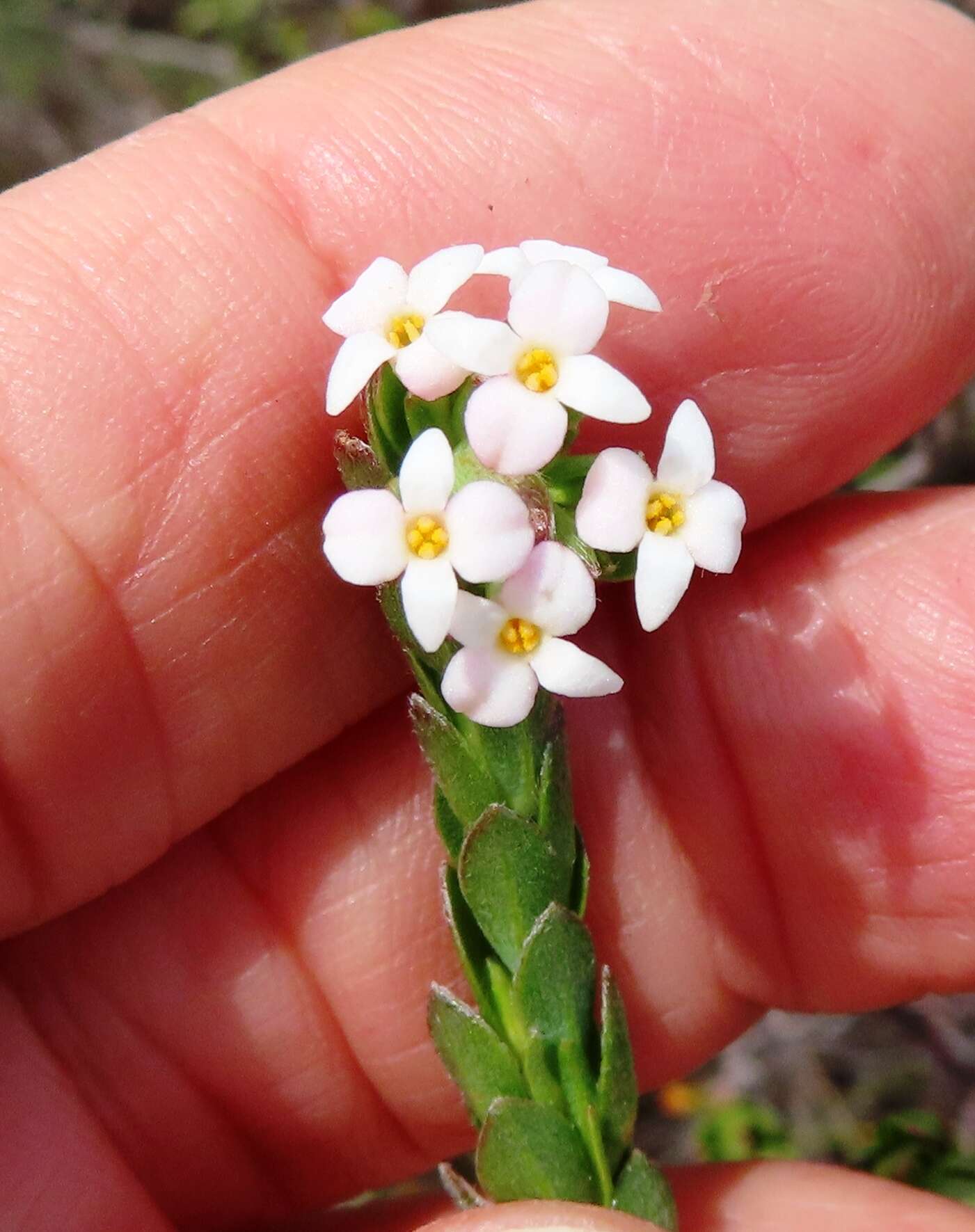 Image of Gnidia spicata (L. fil.) Gilg