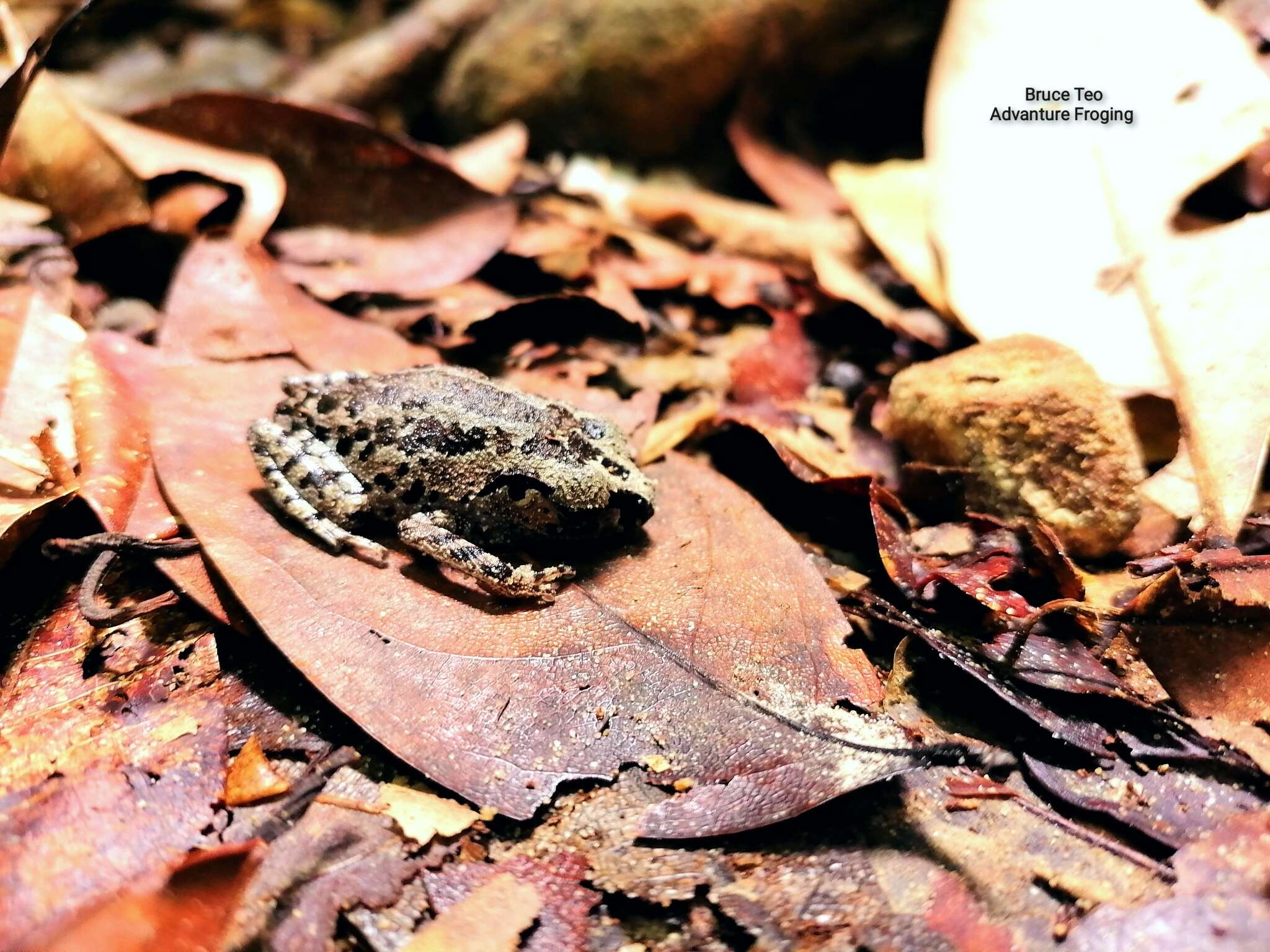 Image of Leptobrachium ingeri Hamidy, Matsui, Nishikawa & Belabut 2012