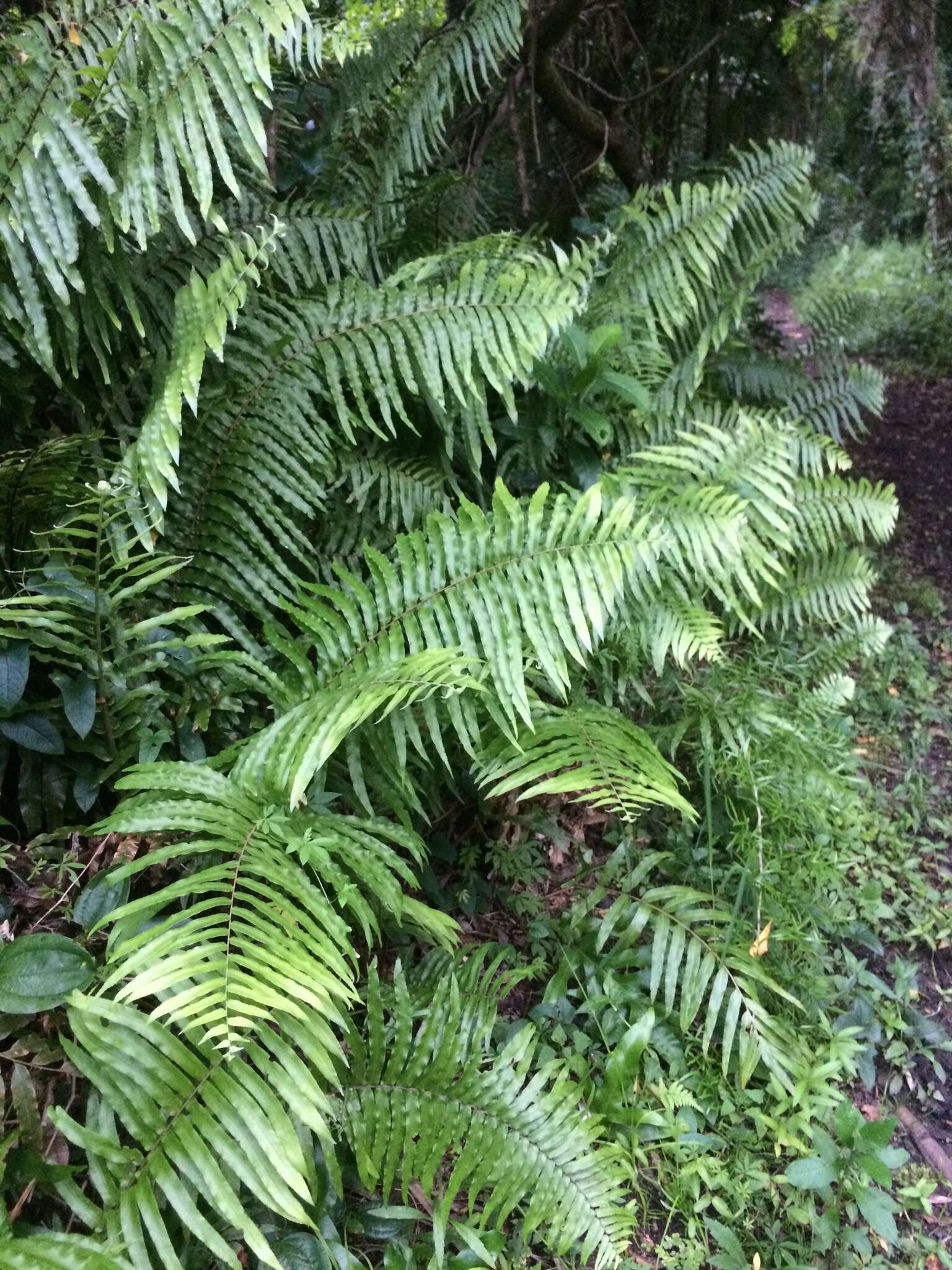 Image of giant swordfern