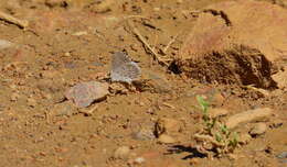 Image of <i>Celastrina humulus</i>