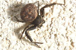 Sivun Bassaniodes bufo (Dufour 1820) kuva