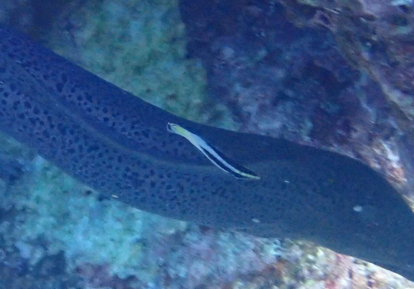 Image of Bicolor Cleaner Wrasse