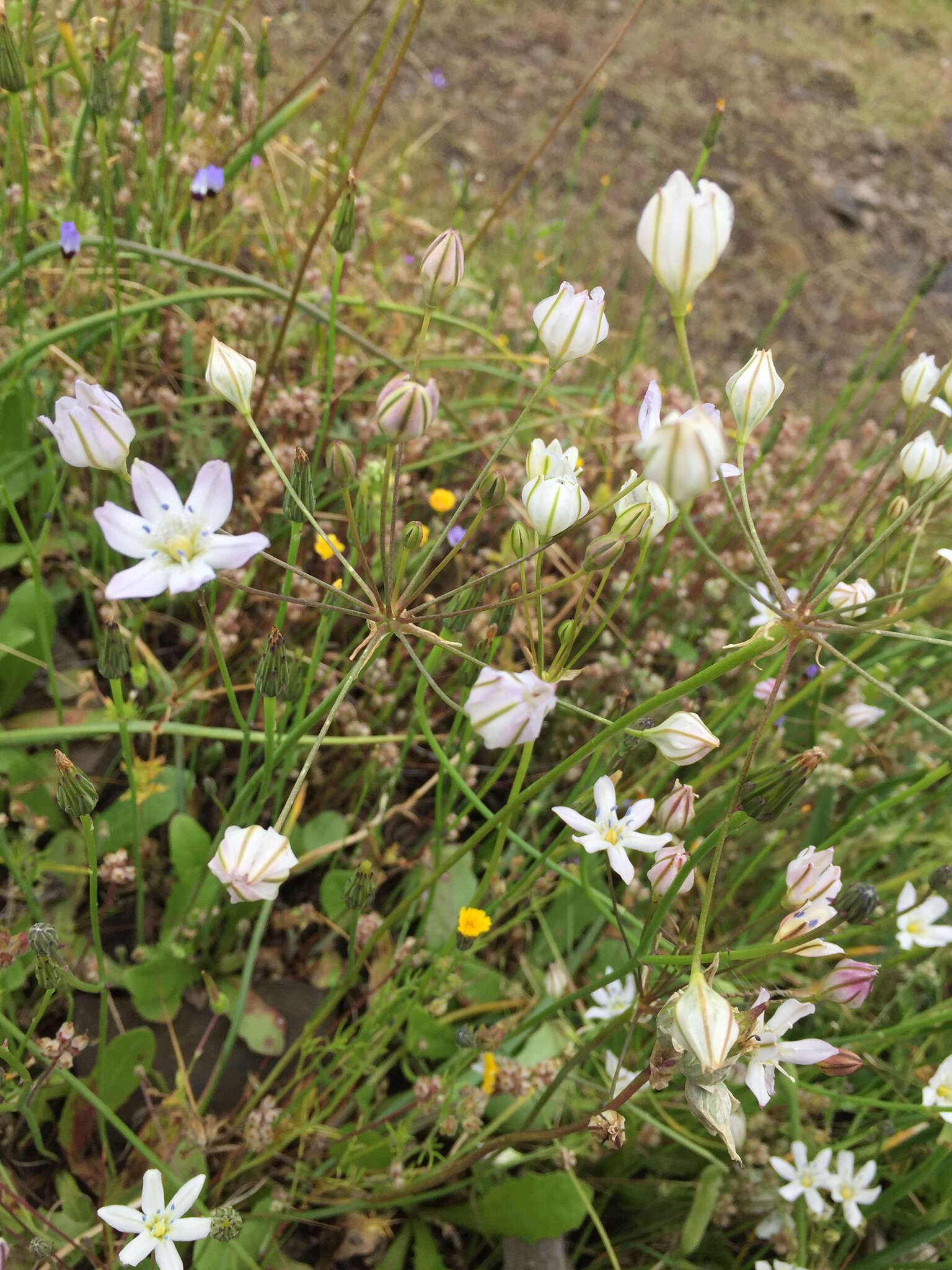 Image of Triteleia lilacina Greene