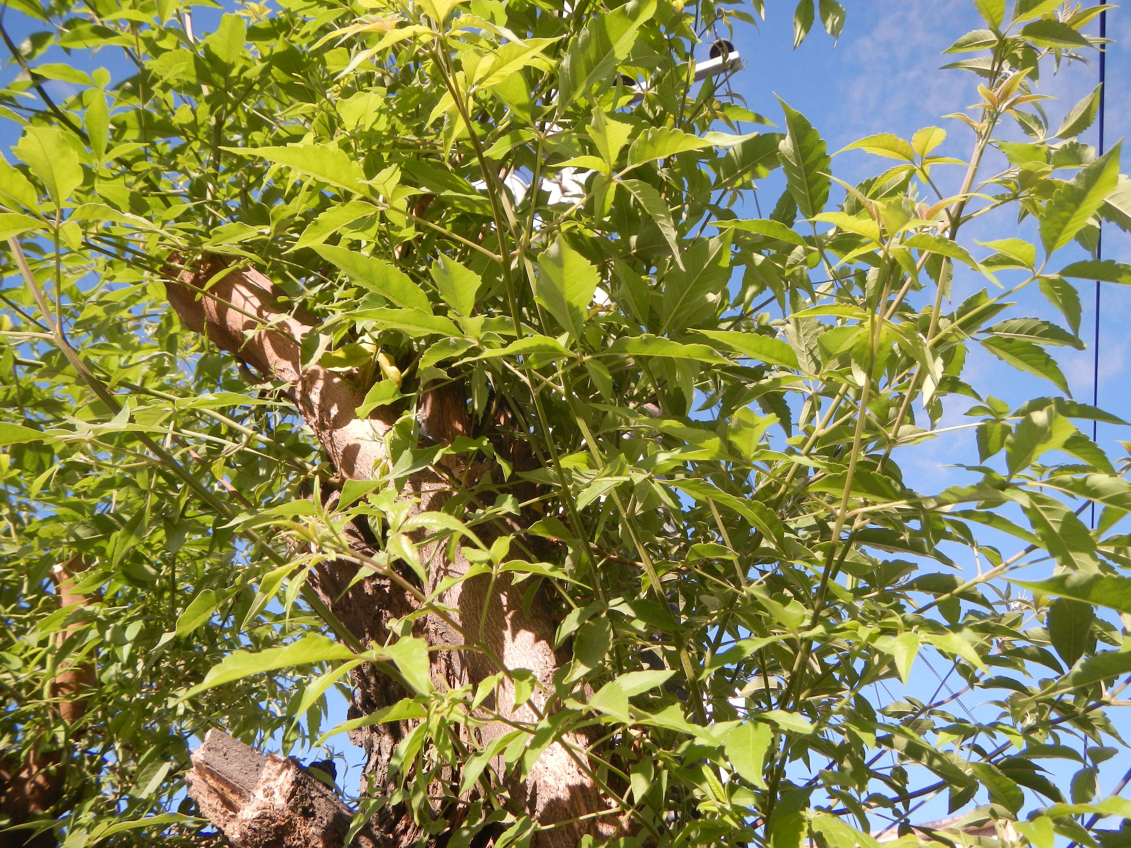 Image of Chinese Chaste-tree