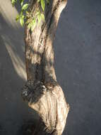 Image of Chinese Chaste-tree