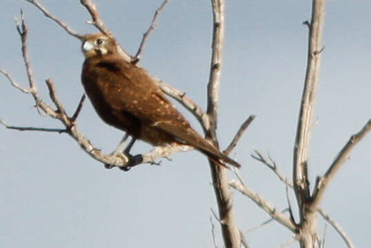 Image of Brown Falcon