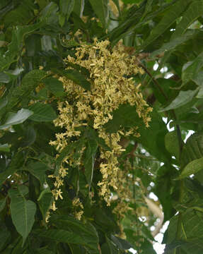 Image of Dysoxylum gaudichaudianum (Juss.) Miq.