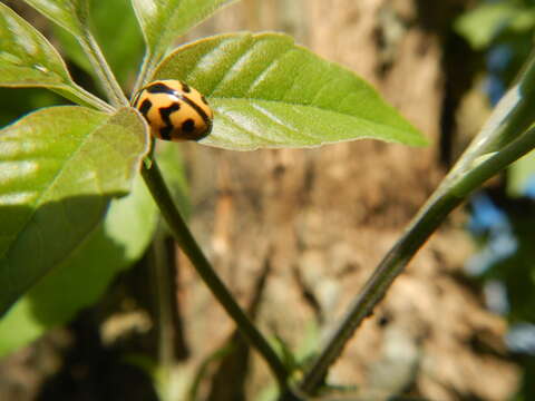 Image of Chinese Chaste-tree